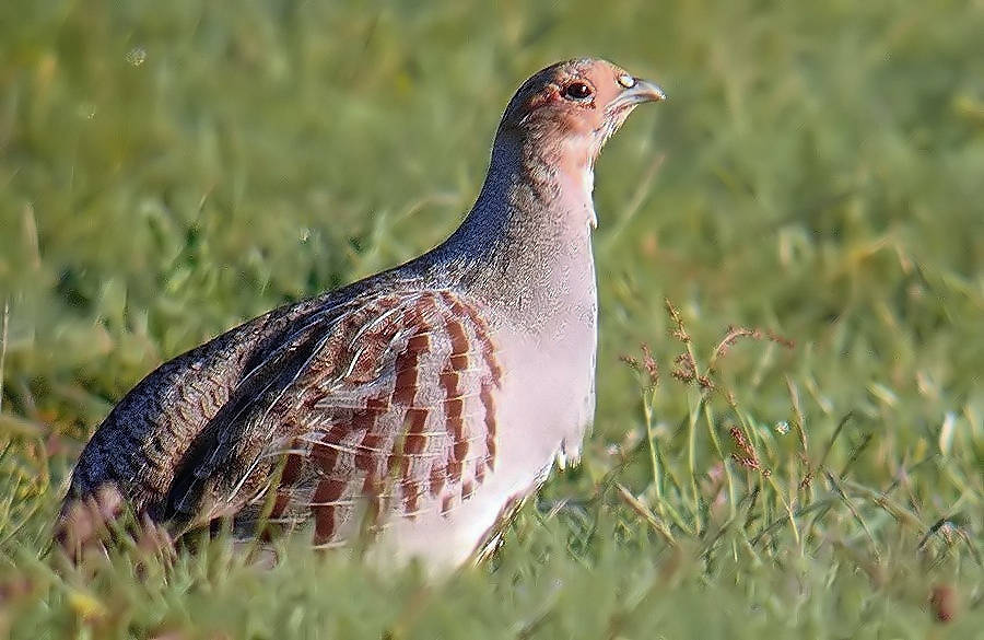 Grey Partridge