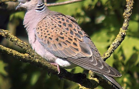 Turtle Dove