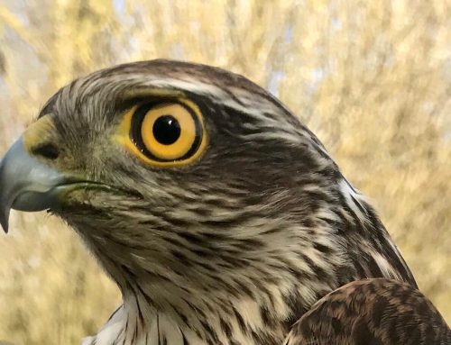 Sparrowhawk Surprise!