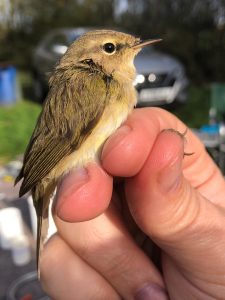 Chiffchaff