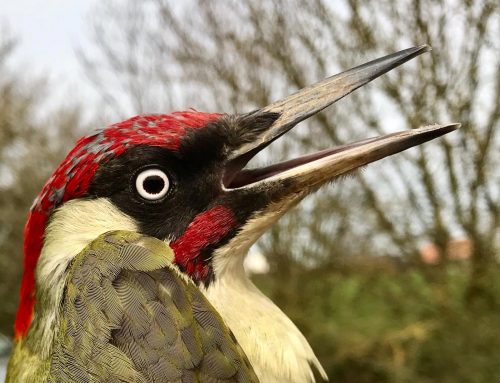 Spring and a Green Woodpecker!